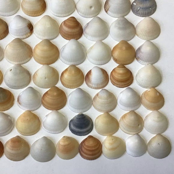 Seashells 100 Bittersweet Clam Shells 1” to 1-1/2” Natural Beach Art Craft Decor - Picture 5 of 6